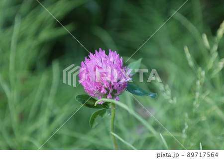 紫に咲くシロツメクサの写真素材