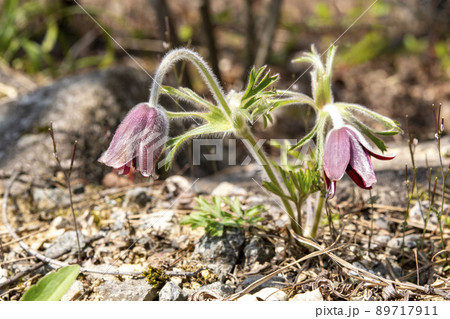 オキナグサの花 オキナグサの花 89717911