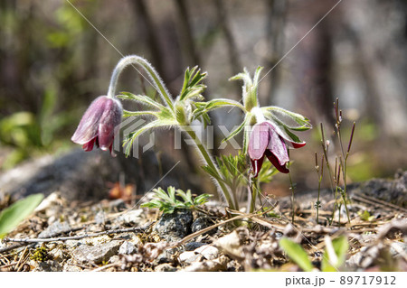 オキナグサの花 オキナグサの花 89717912