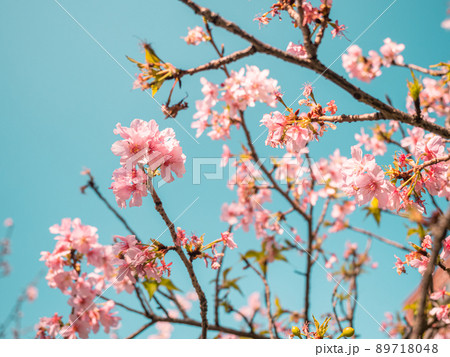 桜 さくら サクラ 89718048