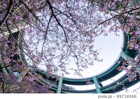 早春の河津桜が咲く河津七滝ループ橋 89718360