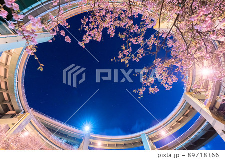 早春の河津桜が咲く河津七滝ループ橋の夜景 89718366