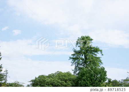 美しい緑葉と空の景色 美しい緑葉と空の景色 89718525