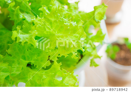 リーフレタスの栽培 家庭菜園 リーフレタスの栽培 家庭菜園 89718942