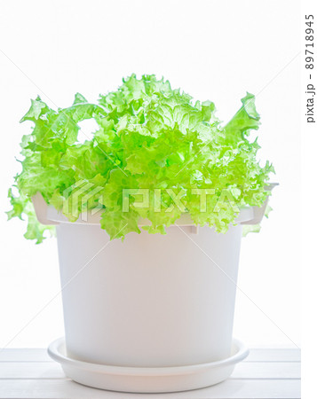 リーフレタスの室内栽培 家庭菜園 リーフレタスの室内栽培 家庭菜園 89718945