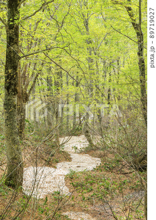新緑と水芭蕉見頃な奥裾花 89719027