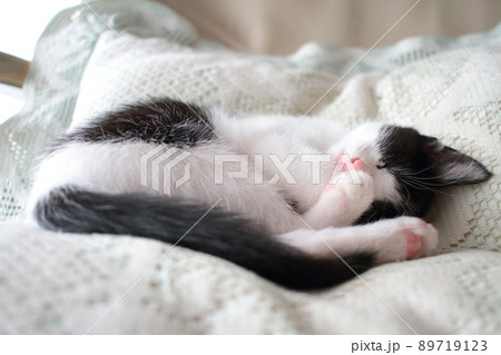 とても気持ちよさそうに寝る室内飼いのハチワレの子猫 とても気持ちよさそうに寝る室内飼いのハチワレの子猫 89719123