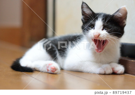 眠くてあくびをする室内外のハチワレの子猫 眠くてあくびをする室内外のハチワレの子猫 89719437