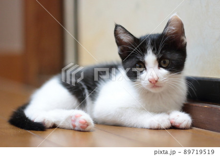 ふわふわもふもふでかわいい室内飼いのハチワレの子猫 ふわふわもふもふでかわいい室内飼いのハチワレの子猫 89719519