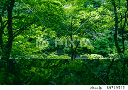 嵐山 祐斎亭 新緑の季節 嵐山 祐斎亭 新緑の季節 89719546