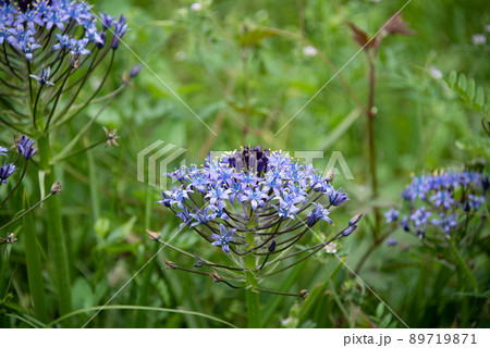 晴れた草原に咲く紫色の花 晴れた草原に咲く紫色の花 89719871