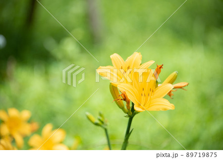 草原に鮮やかな黄色の花 草原に鮮やかな黄色の花 89719875