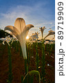 夕日に染まるテッポウユリの花 89719909