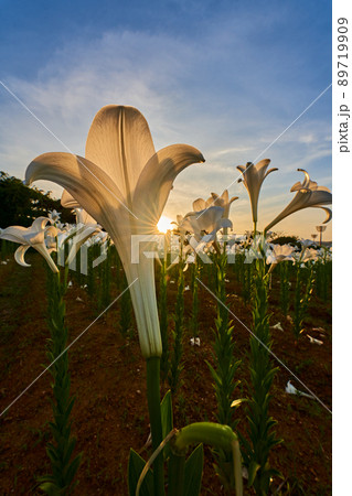 夕日に染まるテッポウユリの花 夕日に染まるテッポウユリの花 89719909