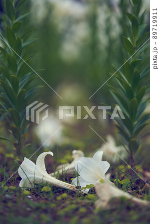 散ったユリの花弁 89719911