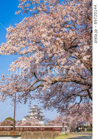 春の墨俣一夜城、満開の桜〈岐阜県大垣市〉 89720144