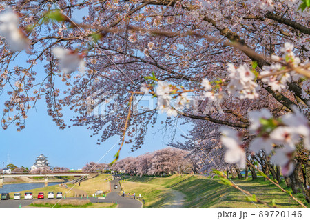 春の墨俣一夜城、満開の桜〈岐阜県大垣市〉 89720146