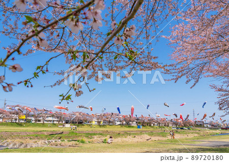 相川水辺公園、満開の桜とこいのぼり〈岐阜県不破郡〉 89720180