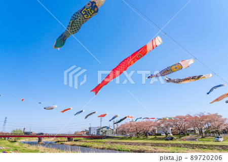 相川水辺公園、満開の桜とこいのぼり〈岐阜県不破郡〉 89720206