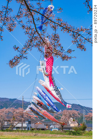 相川水辺公園、満開の桜とこいのぼり〈岐阜県不破郡〉 相川水辺公園、満開の桜とこいのぼり〈岐阜県不破郡〉 89720234