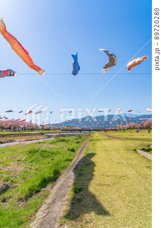 相川水辺公園、満開の桜とこいのぼり〈岐阜県不破郡〉 89720280