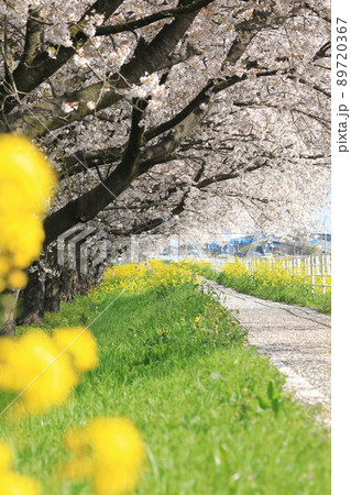 桜　菜の花　石田川　 89720367