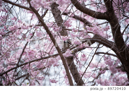 木の枝に留まって桜を眺めるシジュウカラ 89720410