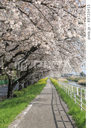 桜　菜の花　石田川　 89720415