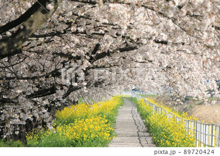 桜　菜の花　石田川　 89720424