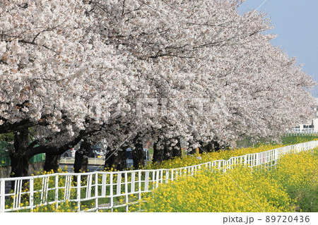桜　菜の花　石田川　 89720436
