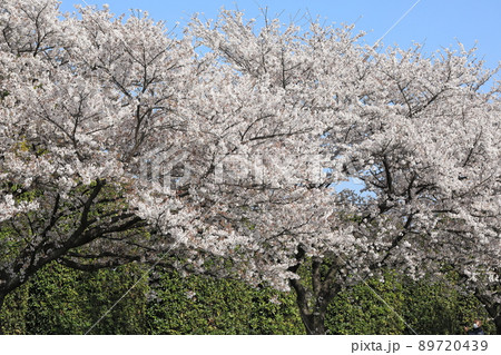 桜　菜の花　石田川　 89720439