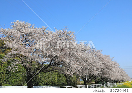 桜 菜の花 石田川 桜 菜の花 石田川 89720441