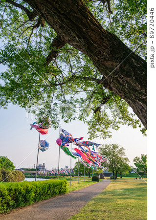 境川緑道公園、大空泳ぐこいのぼり〈岐阜県岐阜市〉 89720446