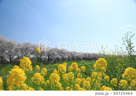 桜 菜の花 石田川 桜 菜の花 石田川 89720464