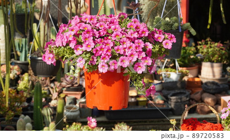 植物 花屋 花 89720583