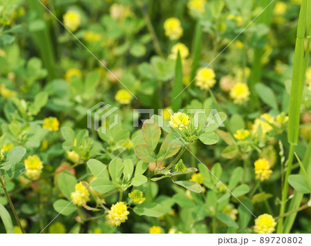 コツメツブツメクサの群生 89720802