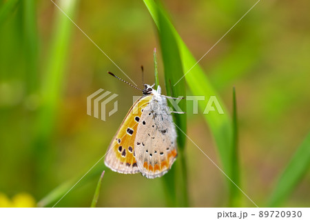 ベニシジミ 89720930