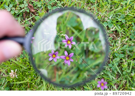 ニワゼキショウを虫眼鏡で観察 ニワゼキショウを虫眼鏡で観察 89720942