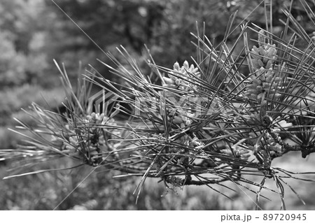 クロマツ(黒松)裸子植物 クロマツ(黒松)裸子植物 89720945
