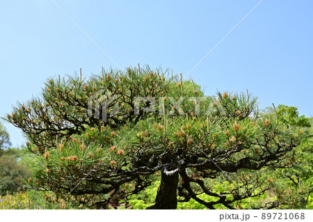 クロマツ（黒松）裸子植物と青空 89721068