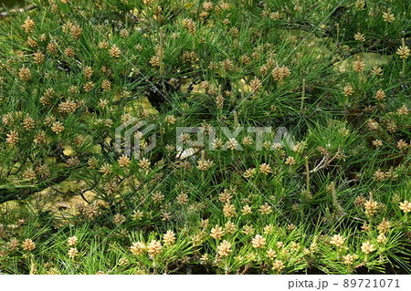 クロマツ（黒松）裸子植物 89721071