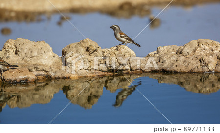 Cape Sparrow in Kgalagadi transfrontier park, South Africa 89721133