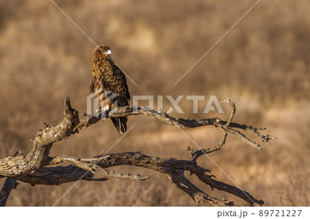Tawny Eagle in Kgalagadi transfrontier park, South Africa Tawny Eagle in Kgalagadi transfrontier park, South Africa 89721227