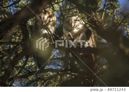 Western Barn Owl in Kgalagadi transfrontier park, South Africa 89721243