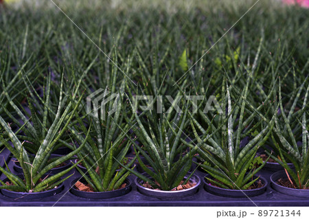 Sansevieria boncellensis 89721344