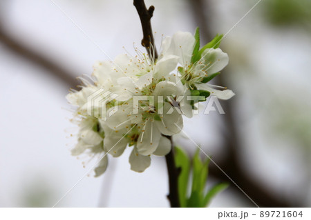 花 フラワー お花 89721604