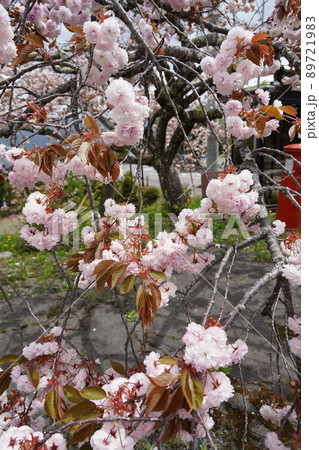 光前寺（こうぜんじ）は、長野県駒ヶ根市赤穂にある天台宗の別格本山の寺院である。 89721983