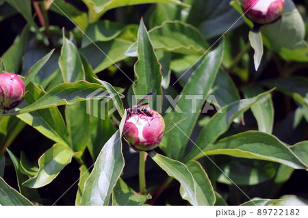 芍薬の蕾に留まるコアシナガバチ 89722182