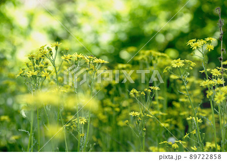natural background plants foliage with sunlight spot blooming yellow flowers and white dandelions 89722858