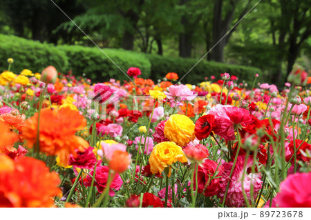 色とりどりに咲くラナンキュラスの花 色とりどりに咲くラナンキュラスの花 89723678